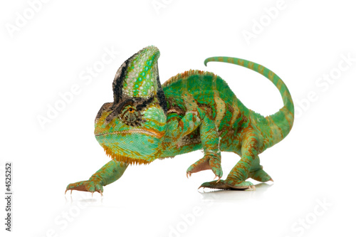 Plakat zwierzę kameleon gad
