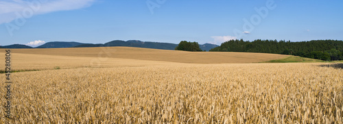 Fototapeta natura wieś słoma pszenica