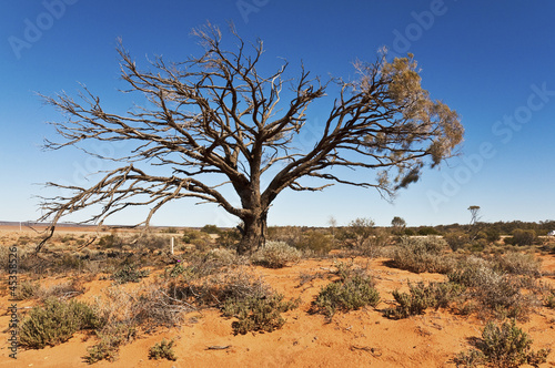 Fotoroleta pustynia drzewa australia pejzaż natura