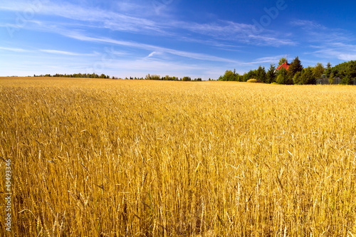 Obraz na płótnie wieś wiejski zboże natura