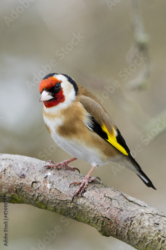 Naklejka portret dziki ptak natura