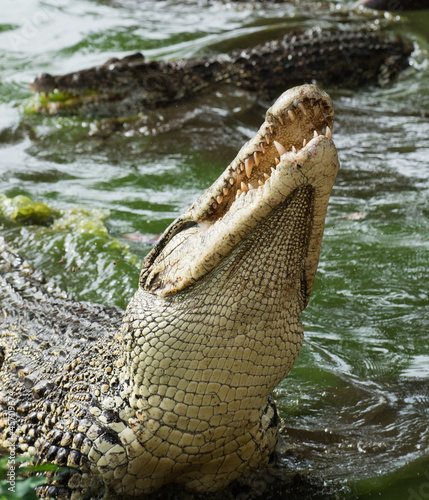 Naklejka aligator fauna krokodyl