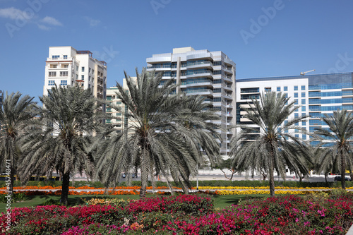 Fototapeta palma kwiat park ogród