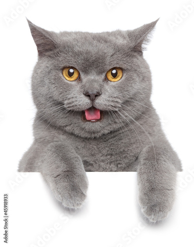 Fototapeta portret kociak uśmiech zwierzę