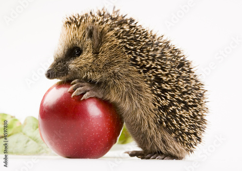 Obraz na płótnie zwierzę jesień owoc ssak
