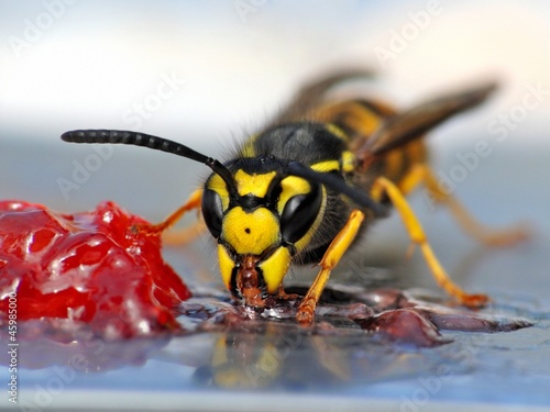 Naklejka jedzenie zwierzę zbliżenie bee osa