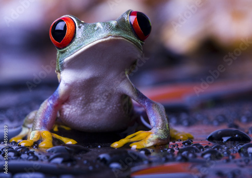 Fotoroleta abstrakcja fauna żaba płaz natura