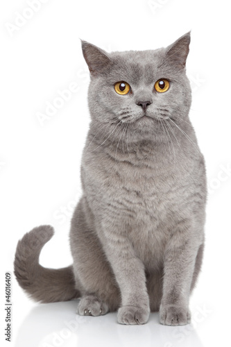 Fototapeta kociak zwierzę kot portret