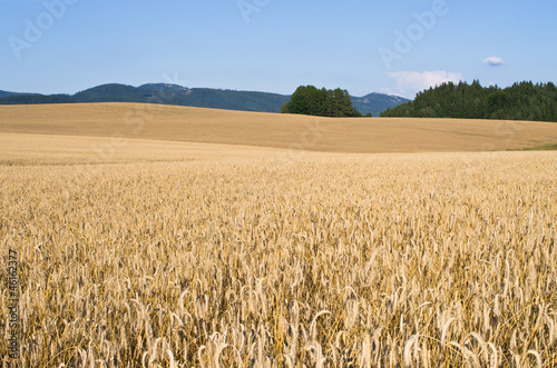 Plakat jedzenie słoma żyto natura słońce