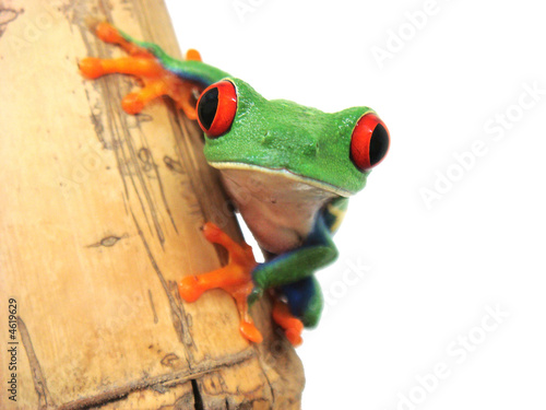 Plakat płaz natura zwierzę żaba zbliżenie