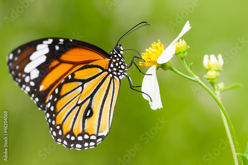 Fototapeta motyl piękny natura lato spokój