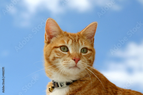 Fotoroleta zwierzę ładny kociak