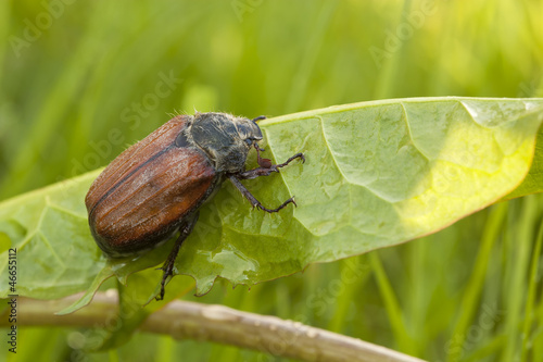 Naklejka natura obraz roślinność zwierzę fauna