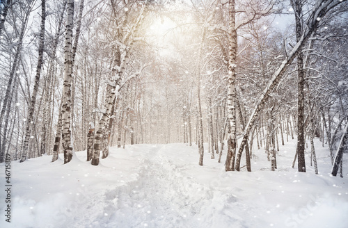 Naklejka piękny brzoza ścieżka śnieg droga