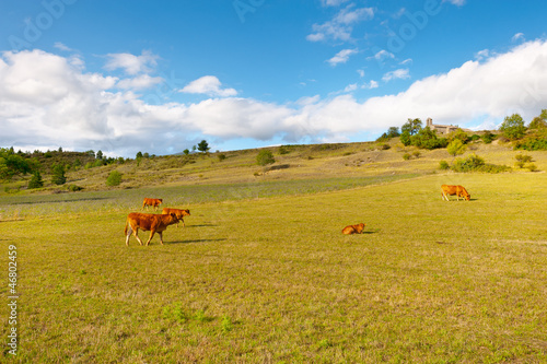 Fotoroleta ssak las siano natura