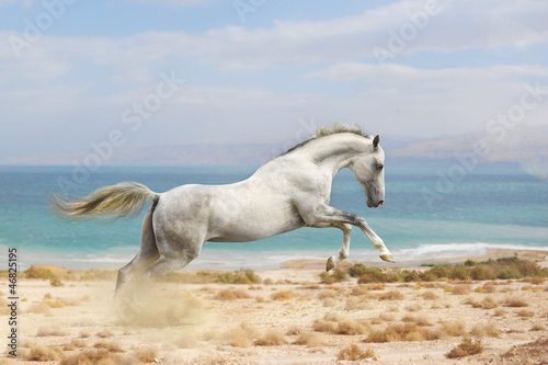 Plakat mężczyzna stado ruch koń pustynia