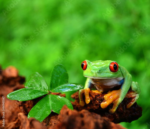 Naklejka płaz dzieci żaba