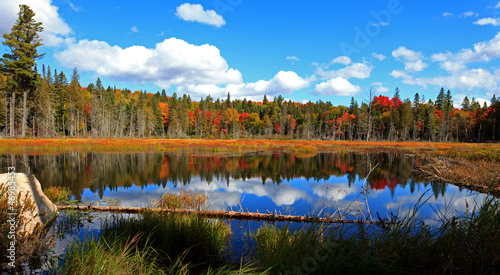 Naklejka las natura kanada panorama mech