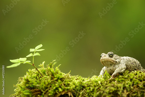 Plakat natura mech drzewa szwecja gad