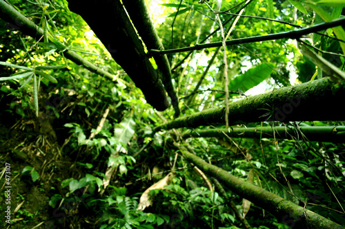 Plakat natura dżungla bambus roślina liść