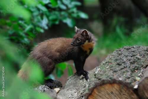 Fotoroleta natura bezdroża las