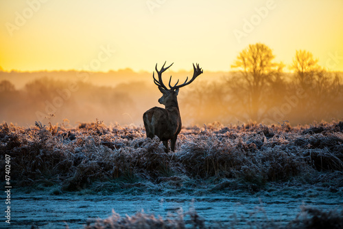 Fotoroleta natura holandia safari drzewa las