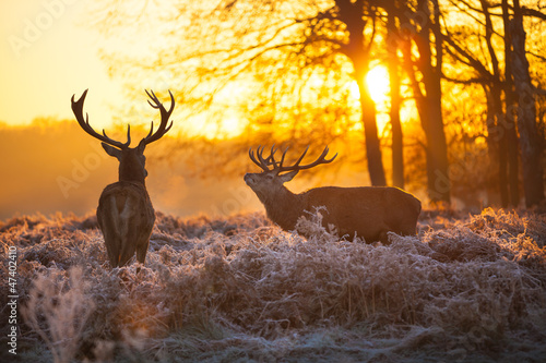 Naklejka zwierzę safari natura holandia