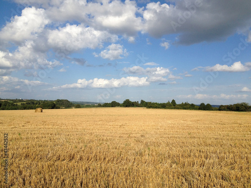 Fototapeta żniwa rolnictwo lato zboże niebo