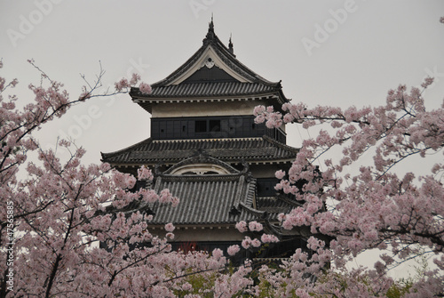 Fototapeta japonia kwiat azjatycki