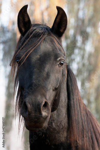 Fototapeta wyścigi konne jeździectwo sport arabian