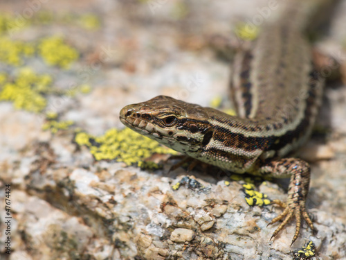 Fotoroleta gad zwierzę natura góra