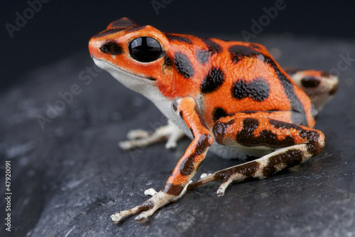 Naklejka zwierzę żaba kostaryka