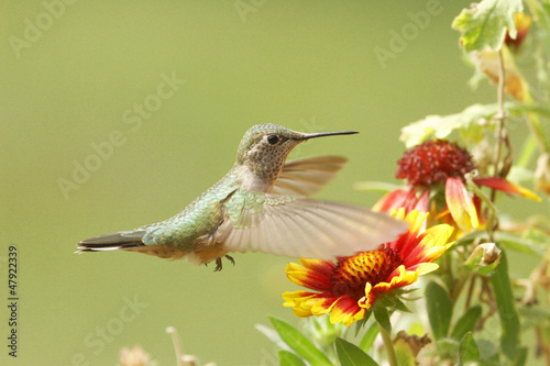 Obraz na płótnie ptak kwiat koliber