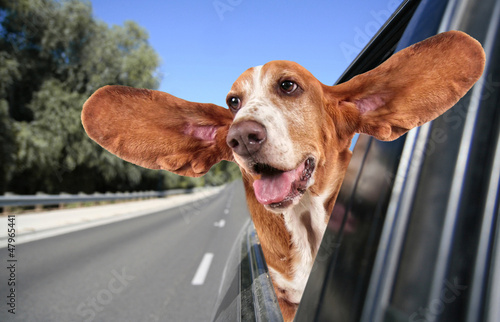 Fototapeta Basset w jadącym samochodzie