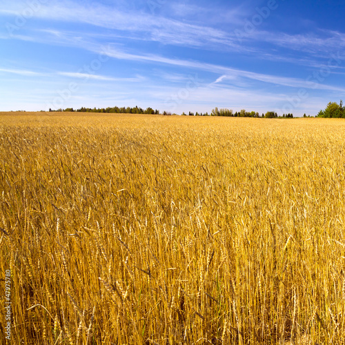 Obraz na płótnie trawa jęczmień natura