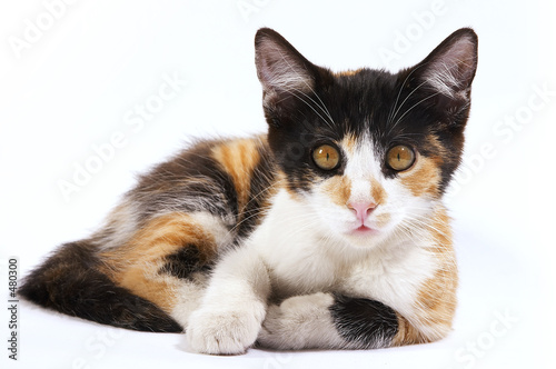 Fototapeta natura zwierzę kociak kot oko