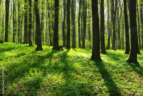 Naklejka bezdroża drzewa las pejzaż natura