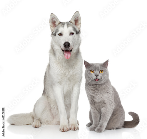 Naklejka para pies portret zwierzę kot