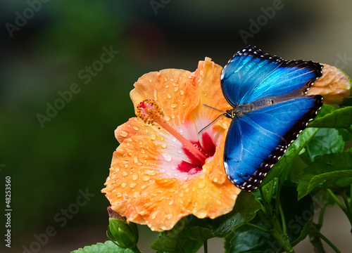 Naklejka motyl natura świeży piękny