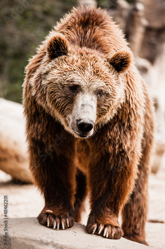 Naklejka dziki natura portret twarz