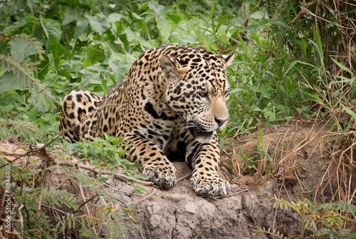 Obraz na płótnie natura ssak ameryka południowa brazylia jaguar