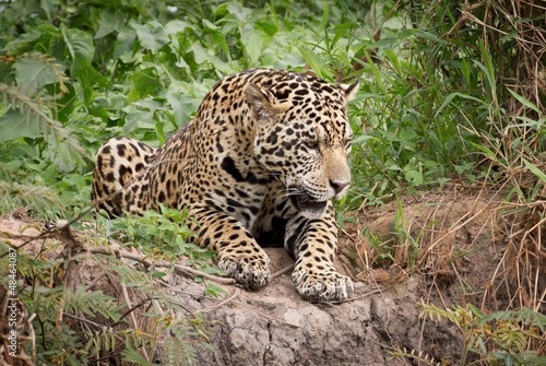 Plakat natura ssak ameryka południowa brazylia jaguar