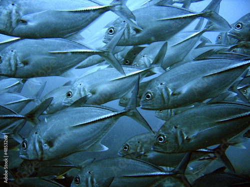 Fotoroleta karaiby ameryka natura dziki ryba