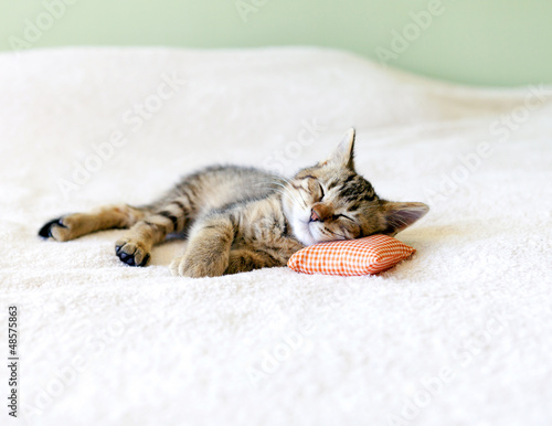 Naklejka Kociak na biało pomarańczowej poduszce