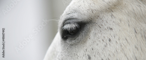 Naklejka rzęsa koń oko głowa biały