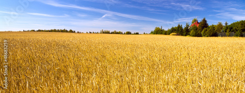 Fotoroleta łąka trawa wieś jedzenie pastwisko