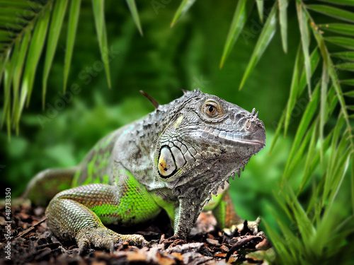 Fotoroleta dżungla zwierzę dinozaur bezdroża