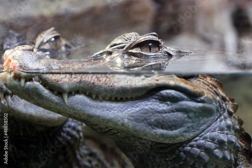 Obraz na płótnie woda natura dziki usta