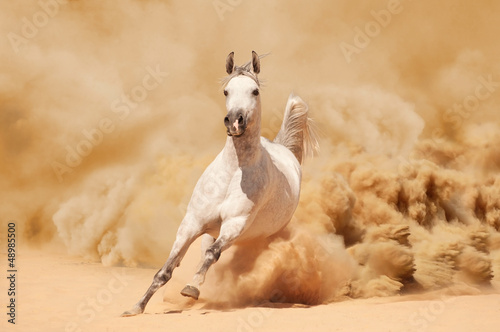 Fototapeta wiejski natura ładny arabian sztorm