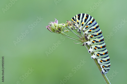 Fotoroleta motyl kwiat mimetyzm makro owad